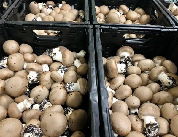 Biologische champignons van de "Knapphaff"